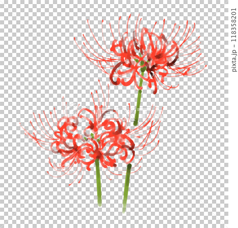 曼珠沙華、彼岸花の水彩イラスト 118358201