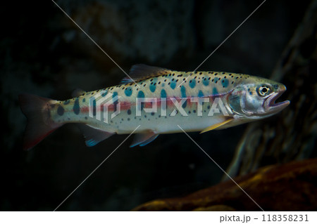 ヤマメ（サクラマスの幼魚） 118358231