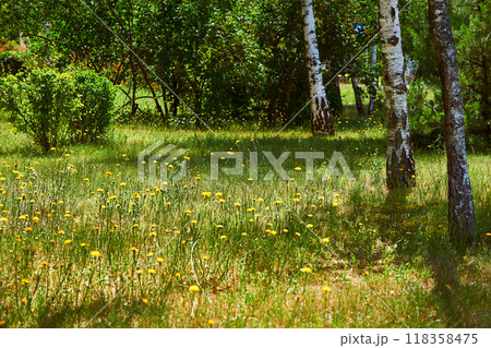 Blooming summer spring meadow with wild flowers,birches 118358475