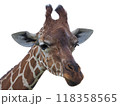 白バックにキリンの顔 白バックにキリンの顔 118358565