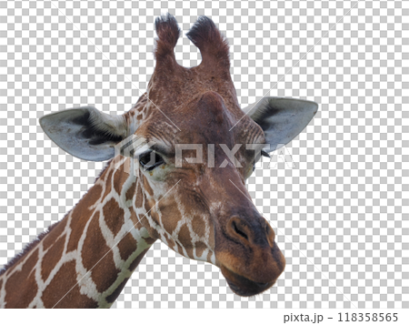 Giraffe's face on a white background Giraffe's face on a white background 118358565