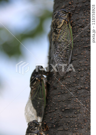 ケヤキにとまるクマゼミ 118358928