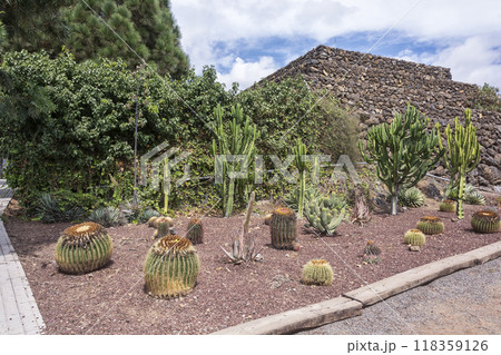 Cacti of different species growing on stony ground. On stony ground grow cactuses of different species 118359126