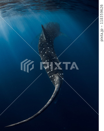 Whale shark in blue ocean. Silhouette of giant shark swimming underwater 118359626
