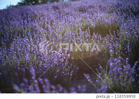 北海道 富良野市 上富良野 ラベンダー畑 北海道 富良野市 上富良野 ラベンダー畑 118359950