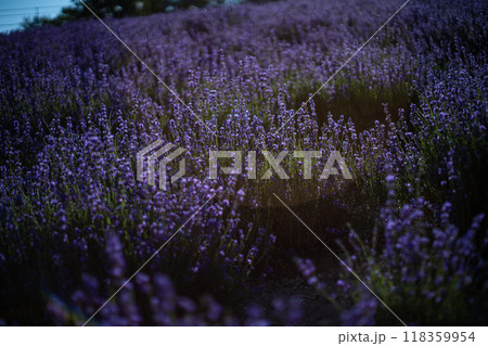 北海道 富良野市 上富良野 ラベンダー畑 北海道 富良野市 上富良野 ラベンダー畑 118359954