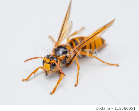キイロスズメバチ キイロスズメバチ 118360051