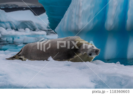 Crabeater Seal resting on a sheet of ice Crabeater Seal resting on a sheet of ice 118360603
