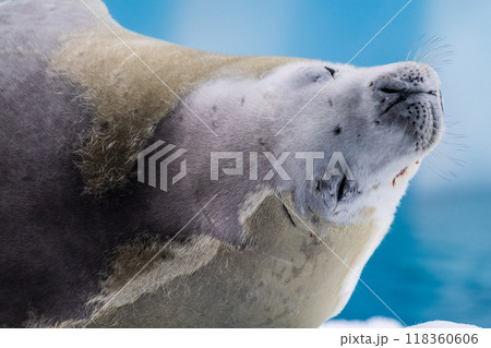 Crabeater Seal resting on a sheet of ice Crabeater Seal resting on a sheet of ice 118360606