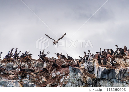 Brown skua attacking a penguin colony Brown skua attacking a penguin colony 118360608
