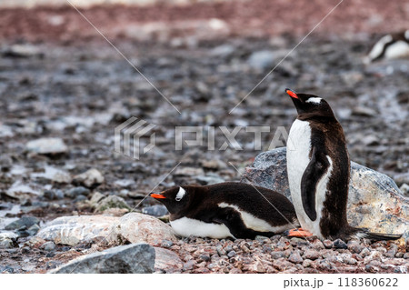 Gentoo Penguin colony on Cuverville island 118360622