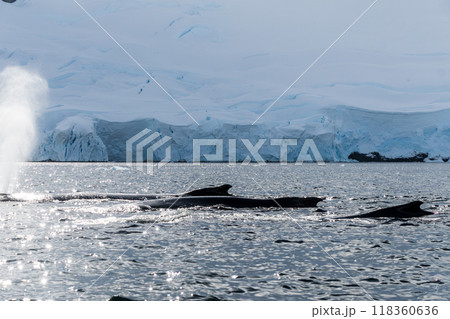 Detail of a humpback dorsal fin and blow hole 118360636