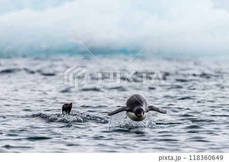 Swimming and Jumping Penguins among the Antarctic Sea Ice Swimming and Jumping Penguins among the Antarctic Sea Ice 118360649