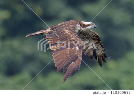飛ぶミサゴ 飛ぶミサゴ 118360652