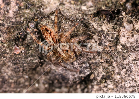 生き物　蜘蛛　チャスジハエトリ、大型のハエトリグモ。人工の構造物を好み家の中に入り込むことも 118360679
