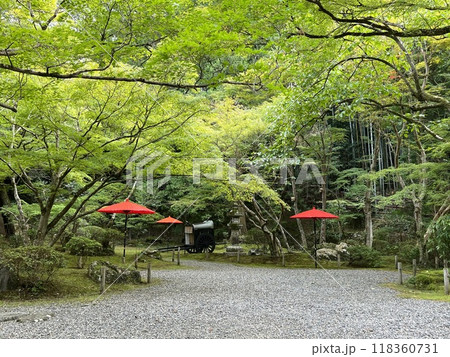 新緑に包まれた牛車がある風景 118360731