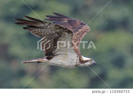 風に乗るミサゴ 118360733
