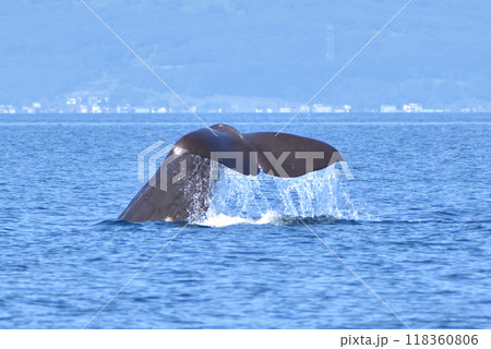 知床・羅臼の海で見るマッコウクジラの尾 118360806