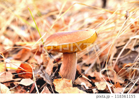 boletus on the background of dry autumn grass, in autumn sunshine 118361155