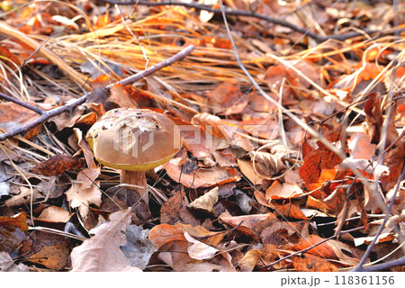 White natural mushroom in the natural environment, gnawed by forest animals in fallen leaves with evening sunlight 118361156