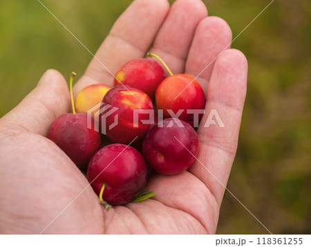 Hand holding red cherry plums against a blurred green background 118361255