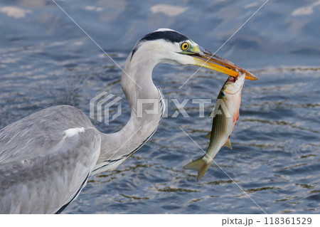 嘴で魚を突き刺すアオサギ 118361529