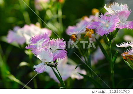 ダイアンサス（なでしこ）初恋 118361760