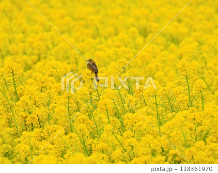 一面黄色の菜の花畑と花にとまる野鳥セッカ 一面黄色の菜の花畑と花にとまる野鳥セッカ 118361970