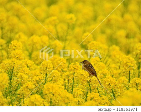 一面黄色の菜の花畑と花にとまる野鳥セッカ 118361971