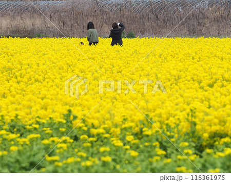 黄色い花が一面に咲いた春の菜の花畑 黄色い花が一面に咲いた春の菜の花畑 118361975
