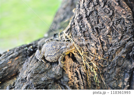 big frog on a log bark close-up 118361993