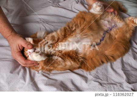 Preparing a cat for medicated treatment of surgical sutures 118362027