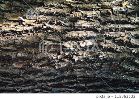 Bark of a tree of heterogeneous texture, volume texture of gray color with deep cracks, rays of light on the surface Bark of a tree of heterogeneous texture, volume texture of gray color with deep cracks, rays of light on the surface 118362532