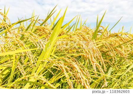 実った黄金色の稲穂 118362603