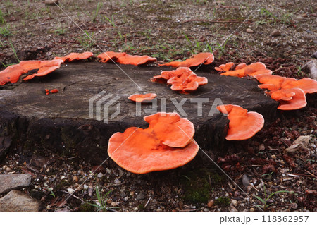 ヒイロタケ 118362957