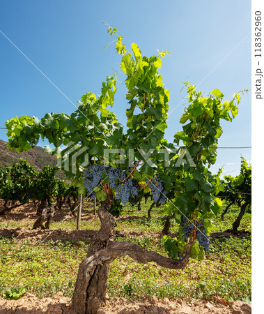 Cannonau grape plant with bunches of ripe grapes. Agriculture. Cannonau grape plant with bunches of ripe grapes. Agriculture. 118362960