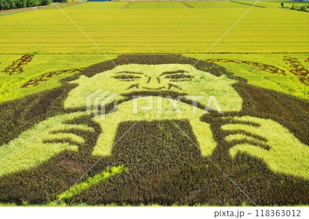北海道の田んぼアート風景 118363012