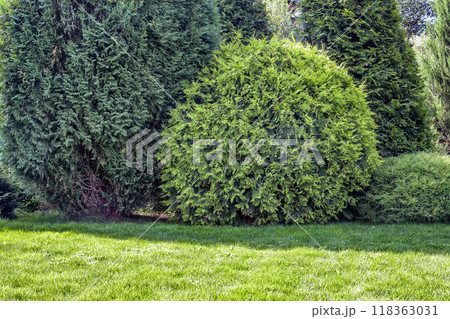 Landscaping of the backyard 118363031