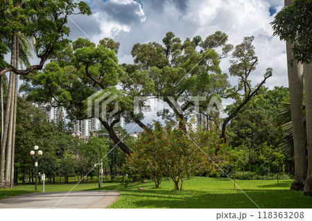 Park alley in the center of Shenzhen Park alley in the center of Shenzhen 118363208