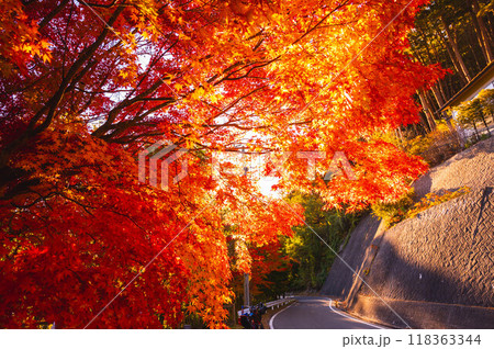 もみじ湖の紅葉 もみじ湖の紅葉 118363344