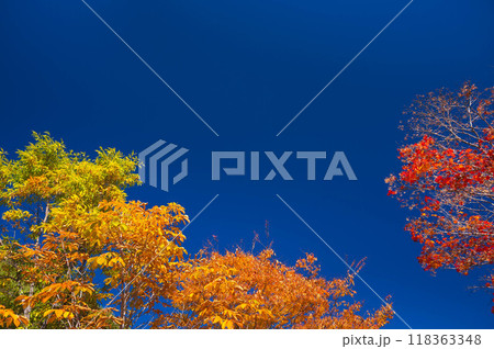青空と紅葉 118363348