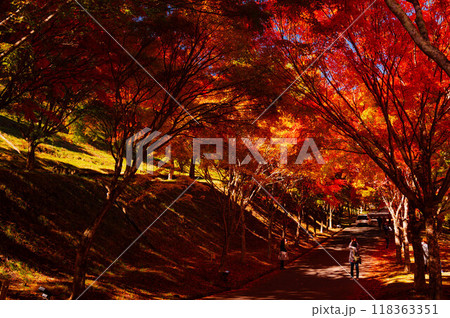 もみじ湖の紅葉　トンネル 118363351