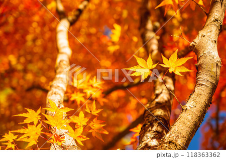 紅葉したモミジの葉 118363362