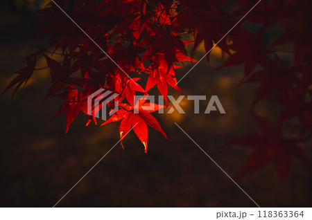 暗い背景に浮かぶ真っ赤な紅葉 暗い背景に浮かぶ真っ赤な紅葉 118363364