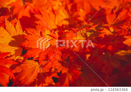 ハウチワカエデの紅葉 118363368