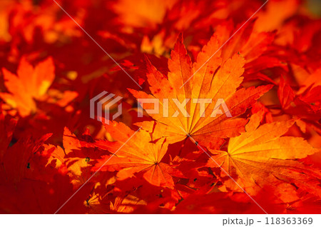 ハウチワカエデの紅葉 118363369