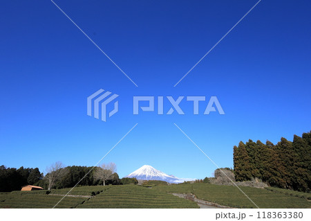 富士山と大淵笹場の茶畑 (冬) (静岡) 富士山と大淵笹場の茶畑 (冬) (静岡) 118363380