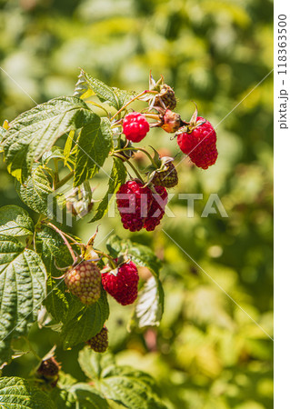 ripe raspberries on the bushes in the garden ripe raspberries on the bushes in the garden 118363500