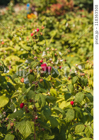 ripe raspberries on the branches in the garden in the morning 118363508