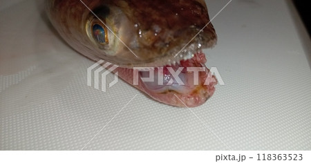 水質汚染により口内に腫瘍が出来た魚（エソ） 118363523
